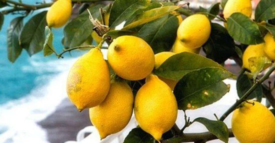 Maiori: Amalfi Coast Path of Lemons Day Trip with Tastings - Key points before you go