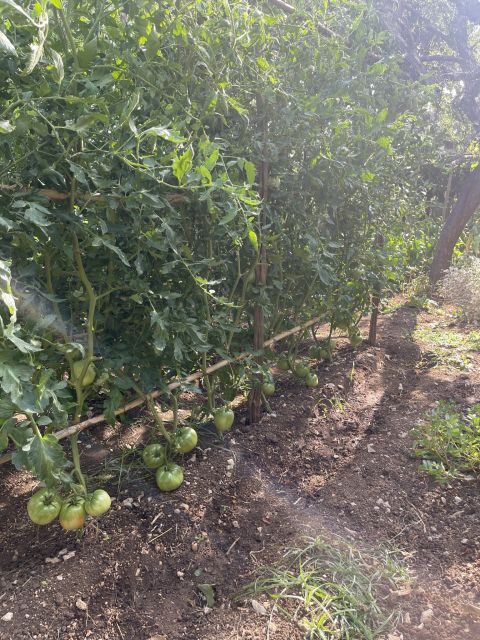 Maiori: Amalfi Coast Path of Lemons Day Trip with Tastings - The real difficulty level: who should book, and who should skip