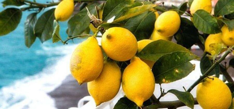 Maiori: Amalfi Coast Path of Lemons Day Trip with Tastings - Santa Maria a Mare to the start of the lemon-side climb