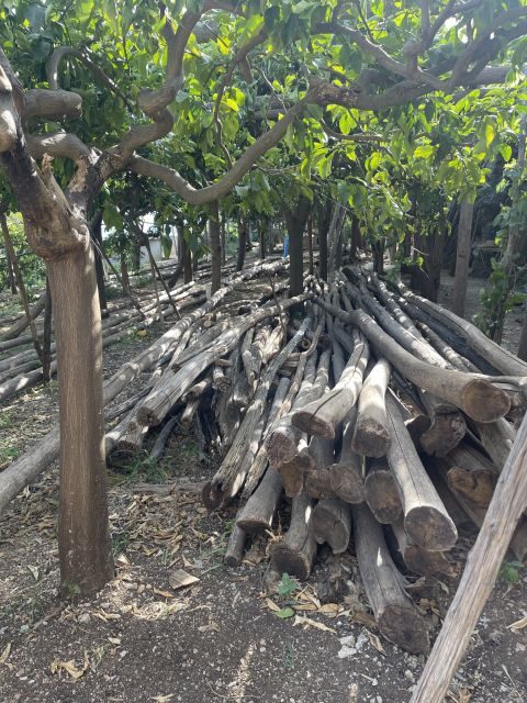 Maiori: Amalfi Coast Path of Lemons Day Trip with Tastings - The Giovanni Ruocco lemon farm: where tastings have context