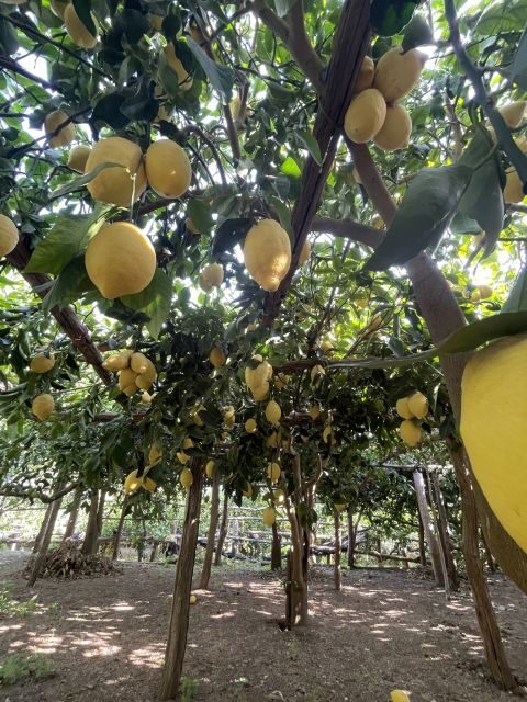 Maiori: Amalfi Coast Path of Lemons Day Trip with Tastings - Finishing in Minori: viewpoint energy to a quiet plaza moment